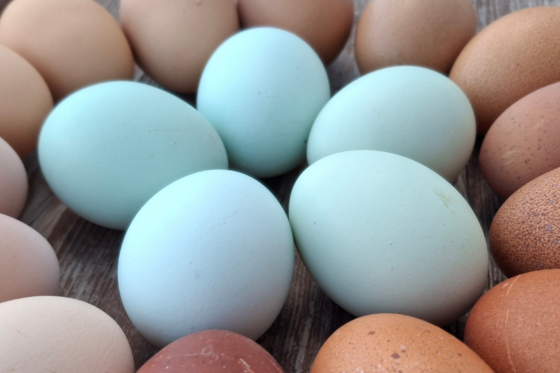 Crested Cream Legbar Eggs