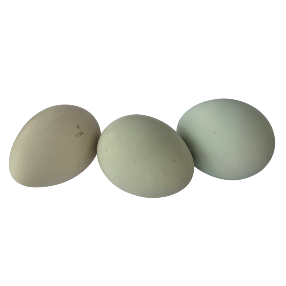 Crested Cream Legbar Chickens