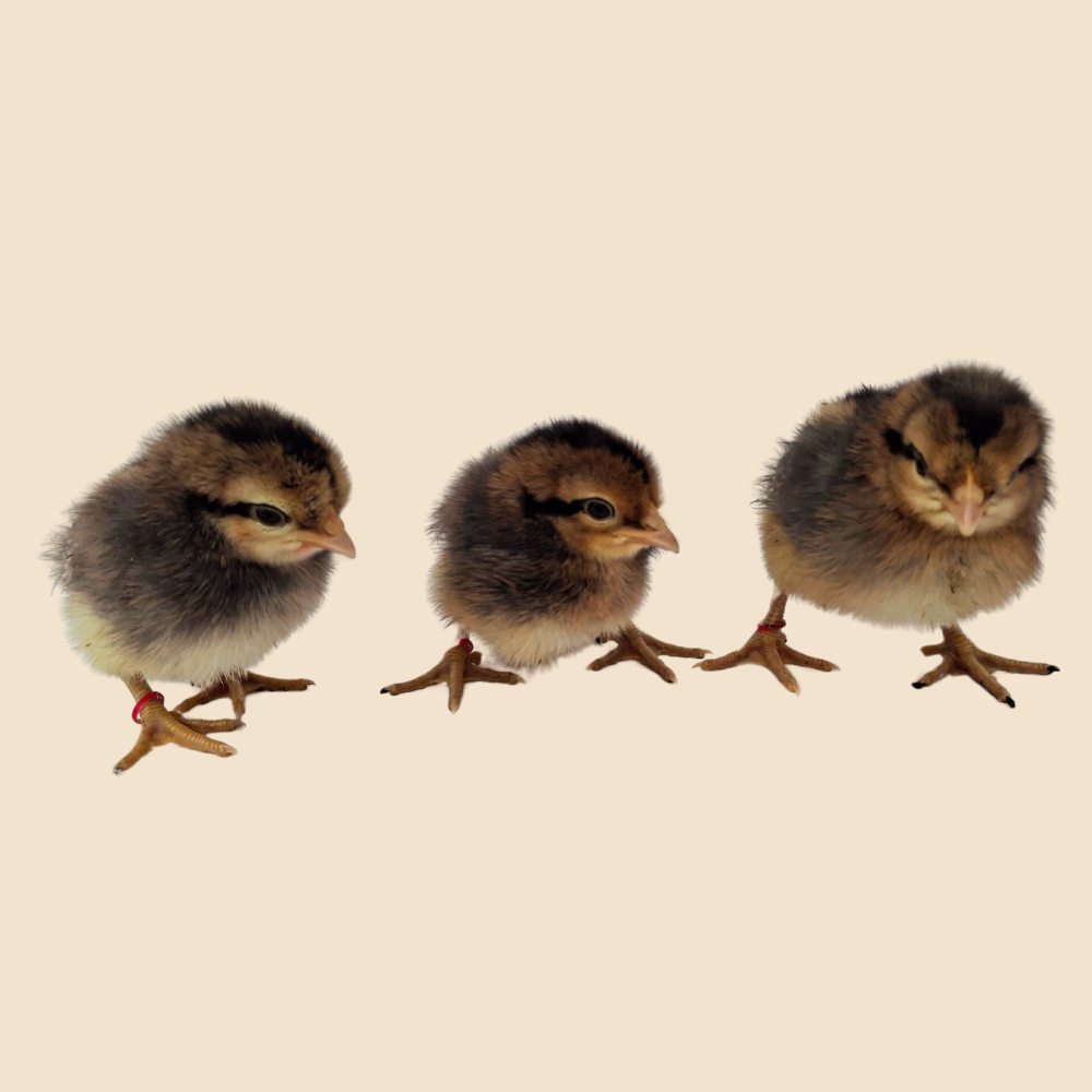 Crested Cream Legbar Chickens