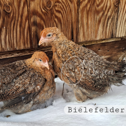 Bielefelder Chicken