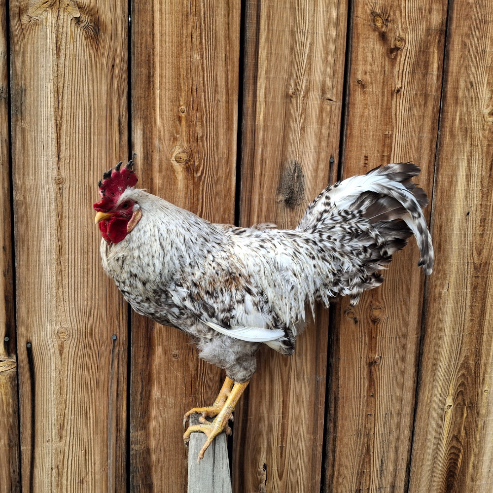 Crested Cream Legbar Chickens
