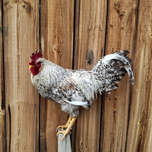 Crested Cream Legbar Chickens