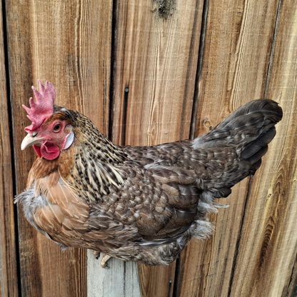 Crested Cream Legbar Chickens