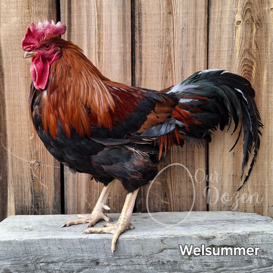Welsummer Chickens